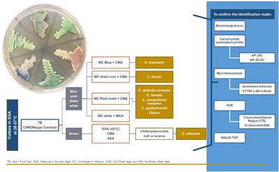 Pathogenesis and Clinical Relevance of Candida Biofilms in Vulvovaginal Candidiasis